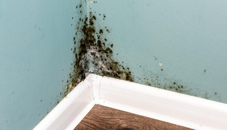 Mold Infestation in Your Homes