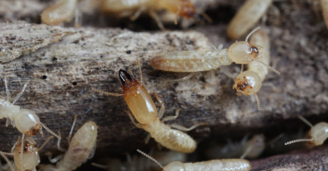 Termites and Other Pests Out