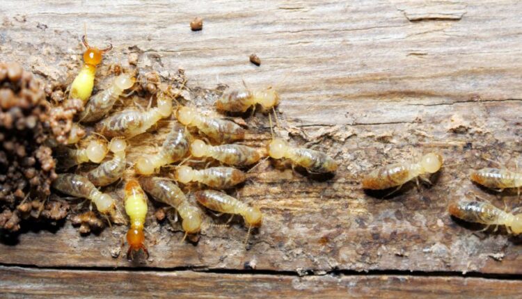 Termites Destroy